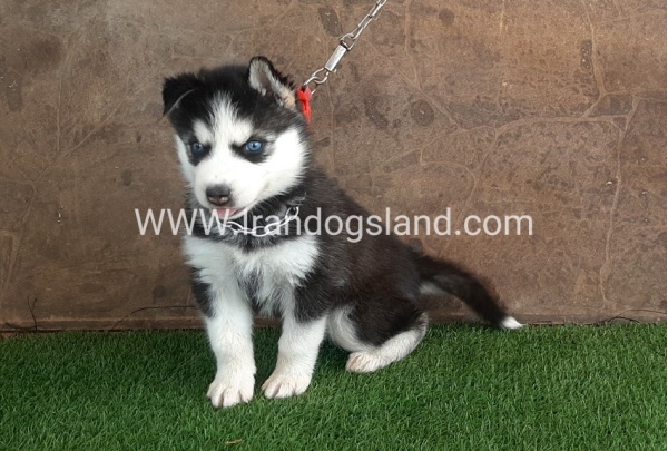 --husky-107_3