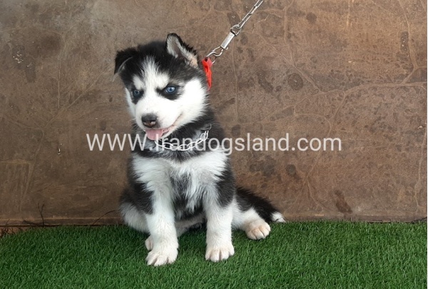--husky-107_4