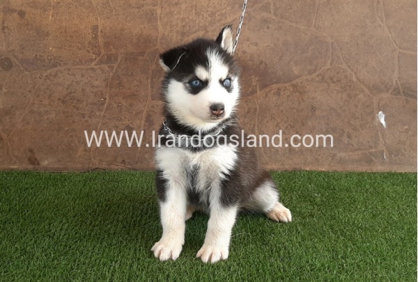 --husky-107_5