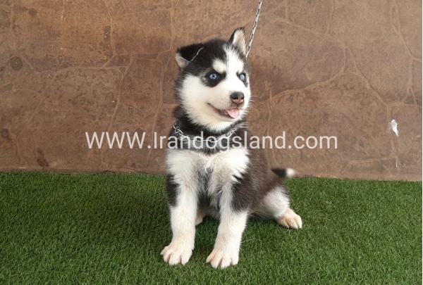 --husky-107_6