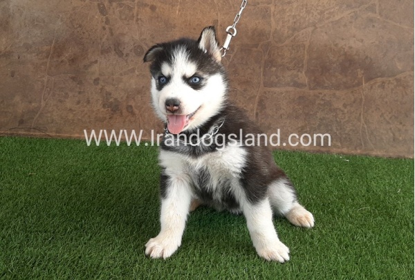 --husky-107_8