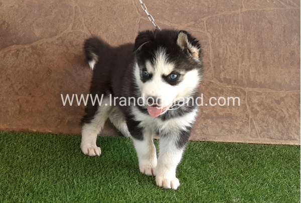 --husky-107_9
