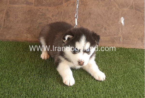 --husky-108_1