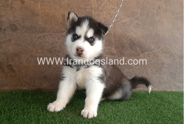 --husky-108_10