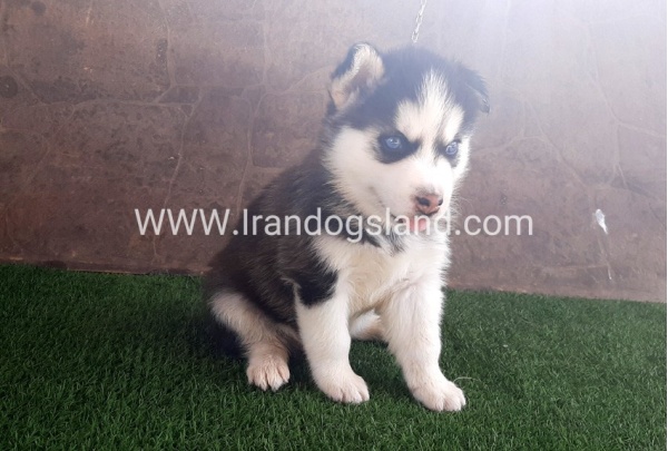 --husky-108_11