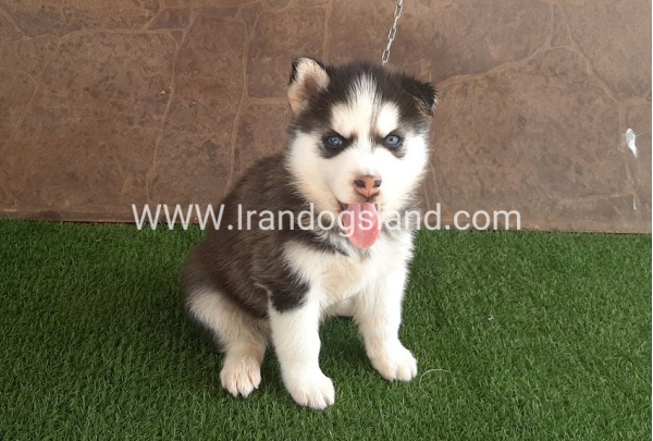 --husky-108_12