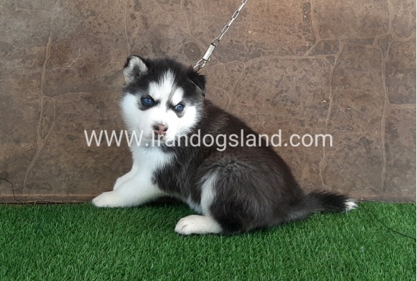 --husky-108_2