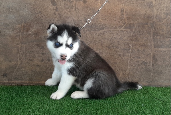 --husky-108_3