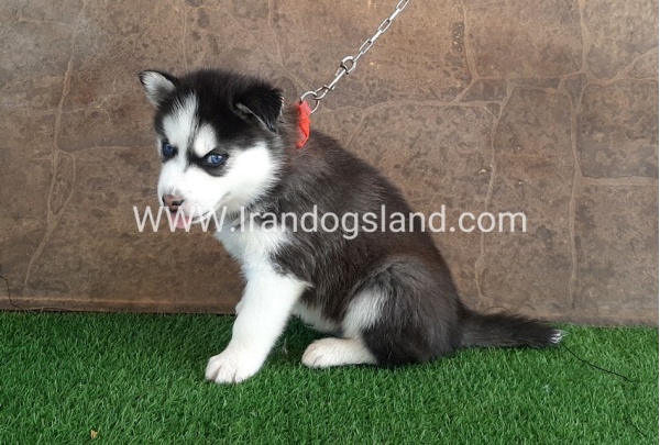--husky-108_4