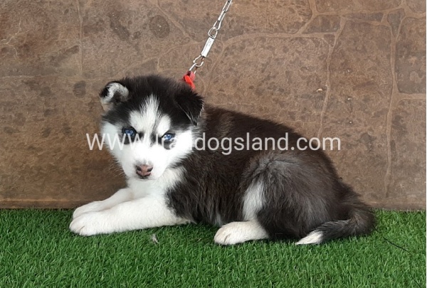 --husky-108_5