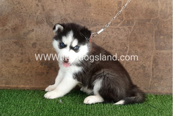 --husky-108_6