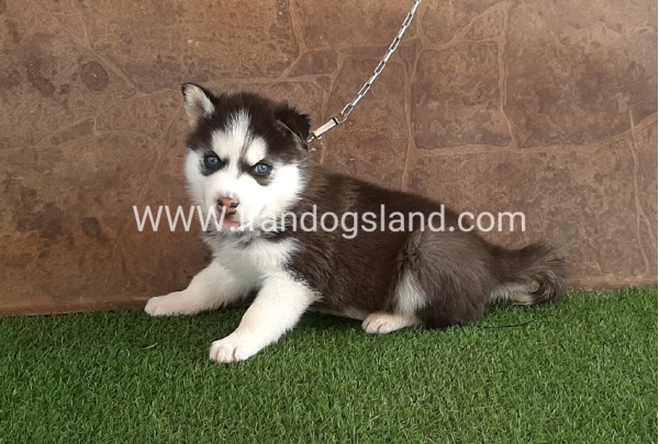 --husky-108_7