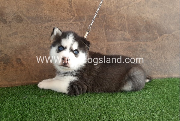--husky-108_8