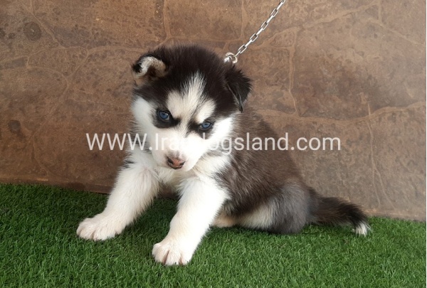 --husky-108_9