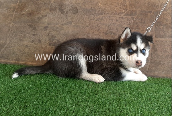 --husky-109_1