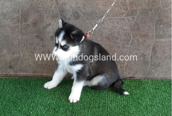 --husky-109_10