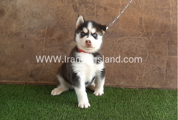 --husky-109_11