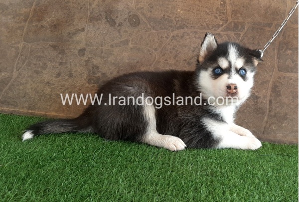 --husky-109_2