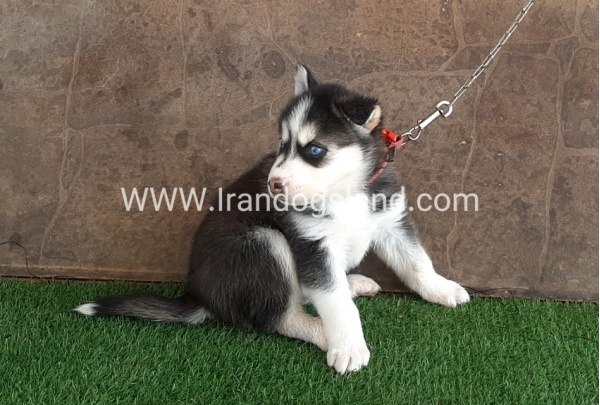 --husky-109_3