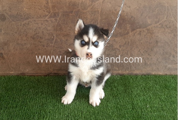 --husky-109_4