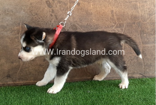 --husky-109_5