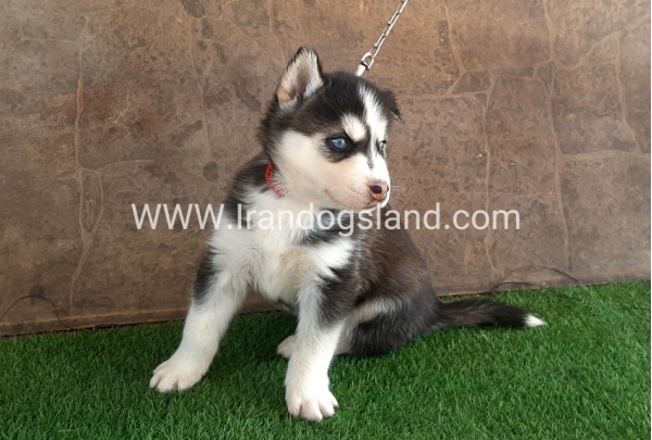 --husky-109_6