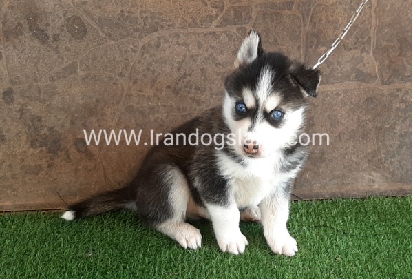 --husky-109_7
