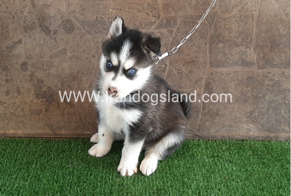 --husky-109_8