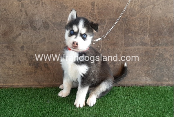 --husky-109_9