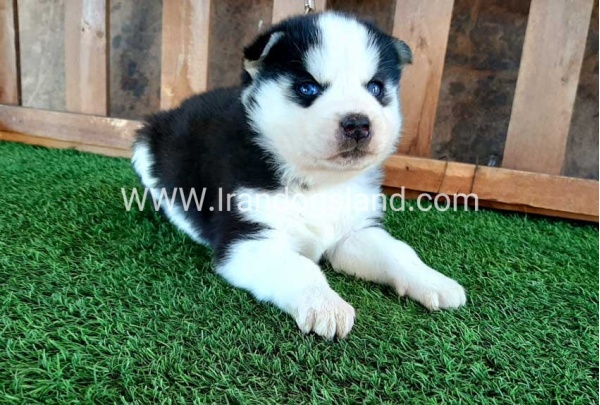 --husky-110_6