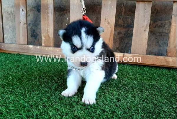 --husky-111_1