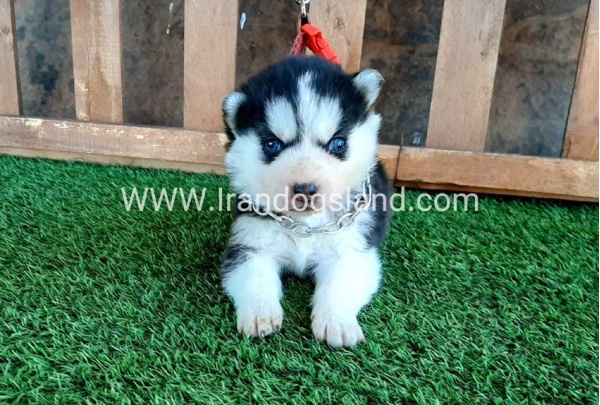 --husky-111_2