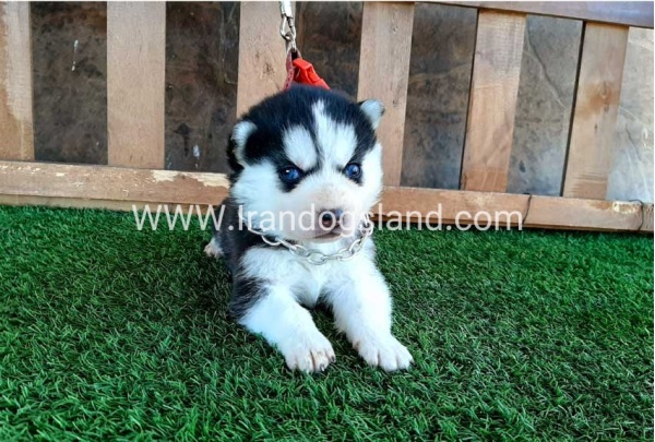 --husky-111_3
