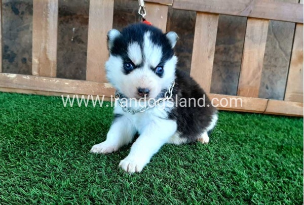 --husky-111_4