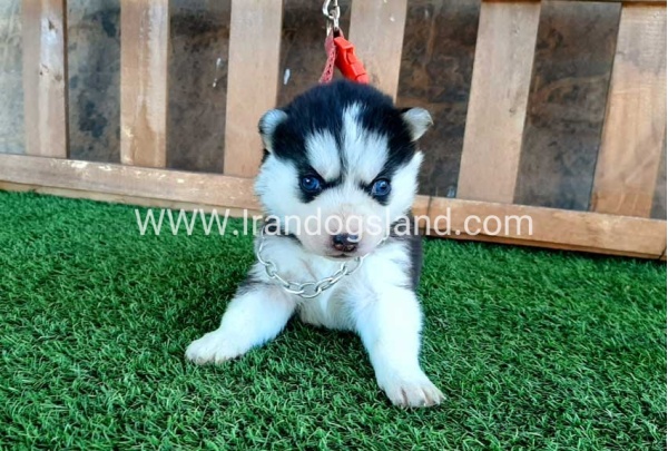 --husky-111_5