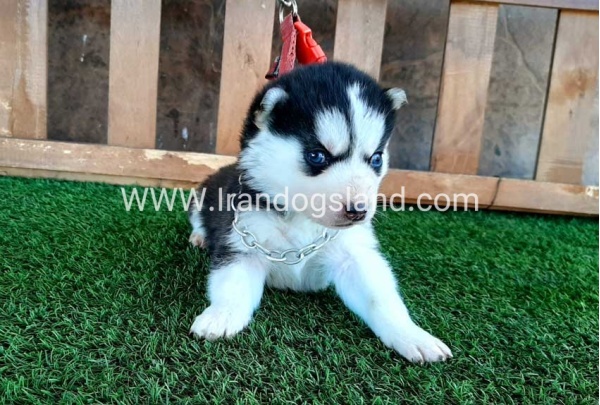 --husky-111_6