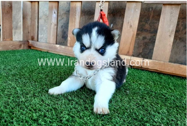 --husky-111_7