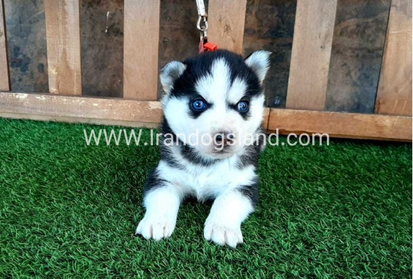 --husky-112_1