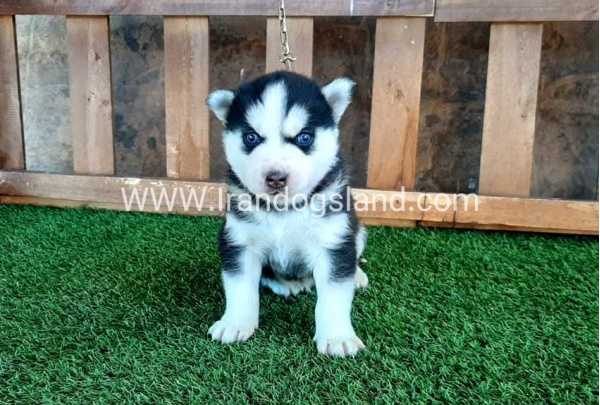 --husky-112_10