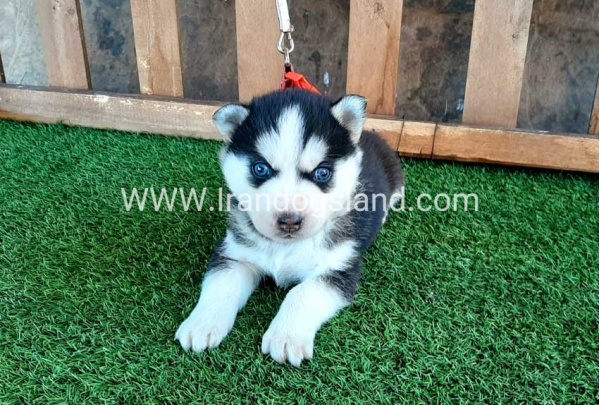 --husky-112_2