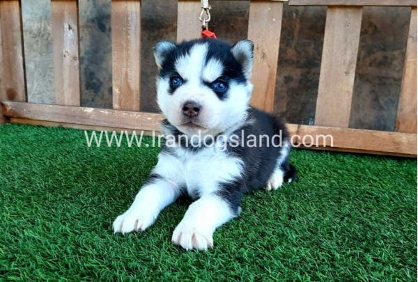 --husky-112_3