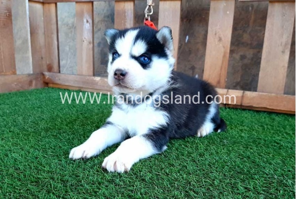 --husky-112_4