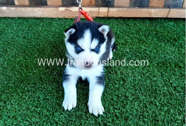 --husky-112_5