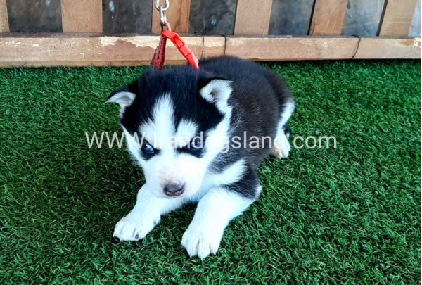 --husky-112_6