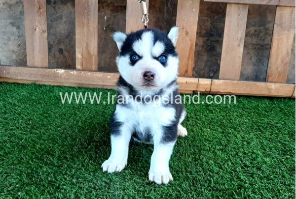 --husky-112_7