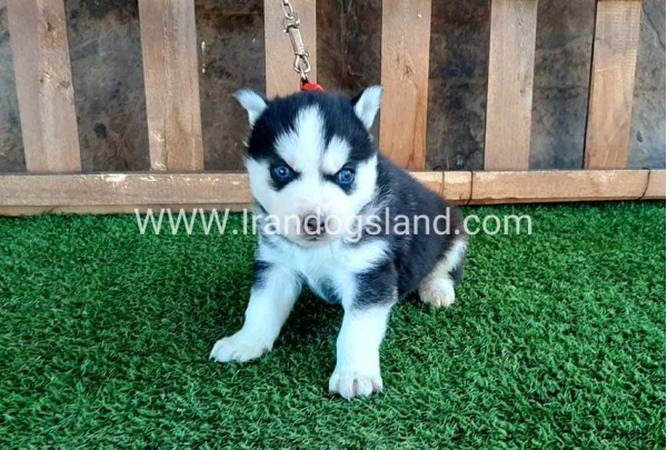 --husky-112_8