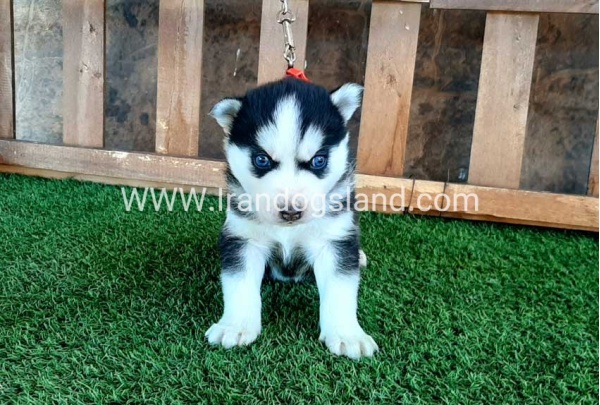 --husky-112_9