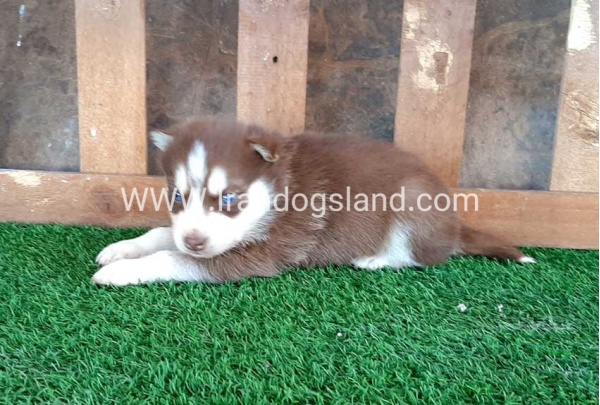 --husky-113_1