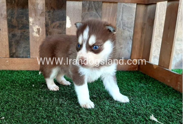 --husky-113_10