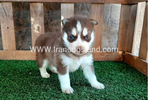 --husky-113_11